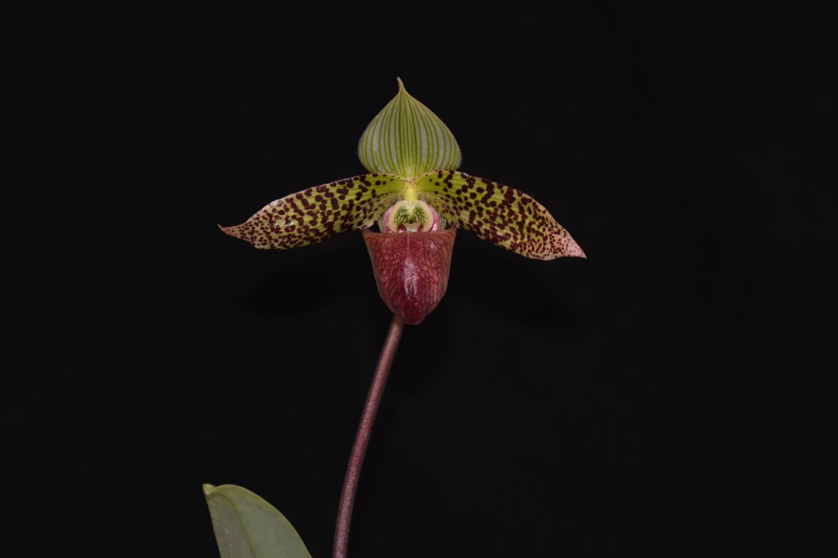 Paphiopedilum sukhakulii ×sib (’Full House' × ’Joker')
初花
花幅10cm
これからもっと力がつけば、花はさらに良くなるだろう
同じ交配株があと二株あるが、初花は来年になりそうだ
そちらもどんな花が咲くか楽しみだ
#ラン科