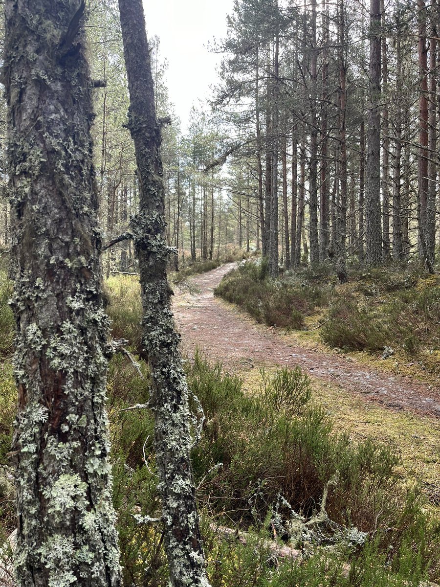 Sunny spells and snow showers in Abernethy forest today. Part of the ancient Caledonian forest