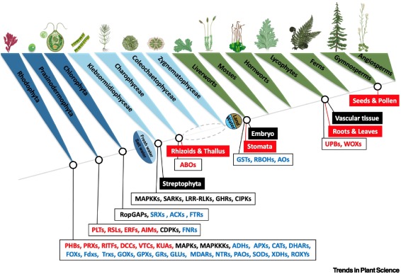 Evolution of reactive oxygen species cellular targets for plant development dlvr.it/T4SG2c