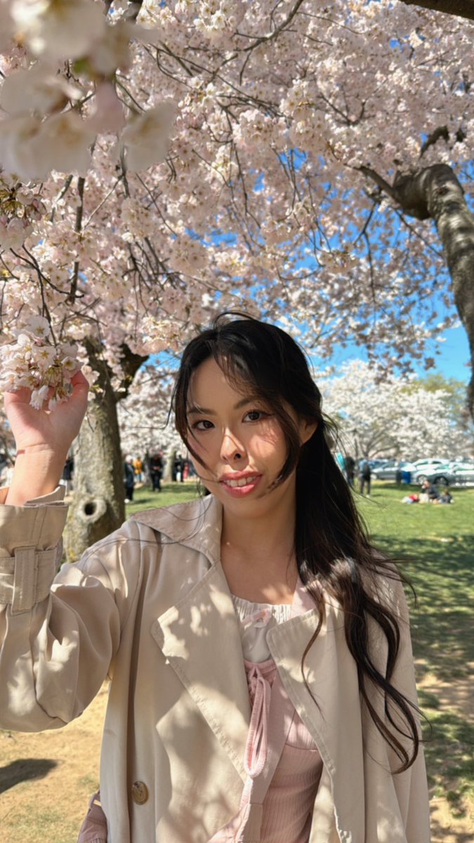 Cherry Blossom Season 🌸
