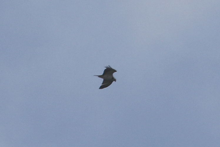Grasmere 22.03.24 at 11.40hrs - distant Osprey north @CumbriaBirdClub
