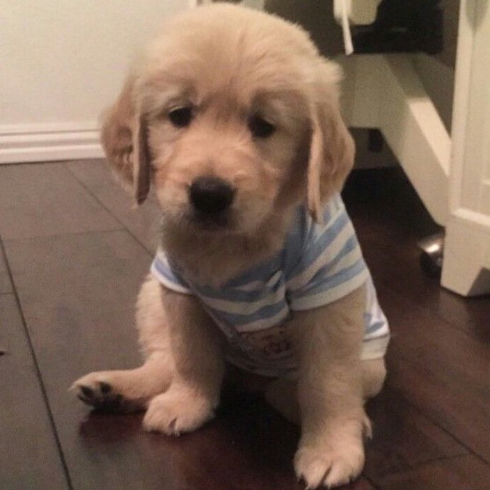 ผมขอโทด (ถึงจะไม่รุว่าผิดอะไรก้เถอะ)
😞