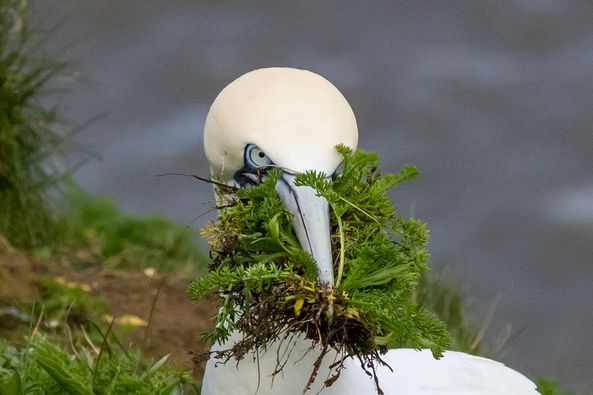 The Gannets are busying themselves collecting nesting material 😍 📷 James Davies 📷 Alan Coe