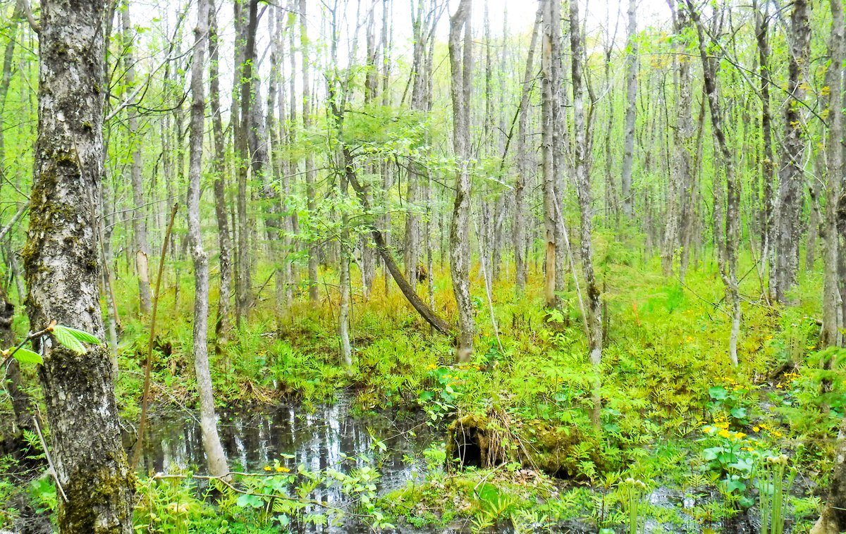 1/2 Voici le tout nouvel Inventaire national des #MilieuxHumides du Canada! Il aide à cibler les mesures à prendre pour préserver la #nature, favoriser l’adaptation aux #ChangementsClimatiques et faciliter la modélisation du stockage du carbone. 🐸