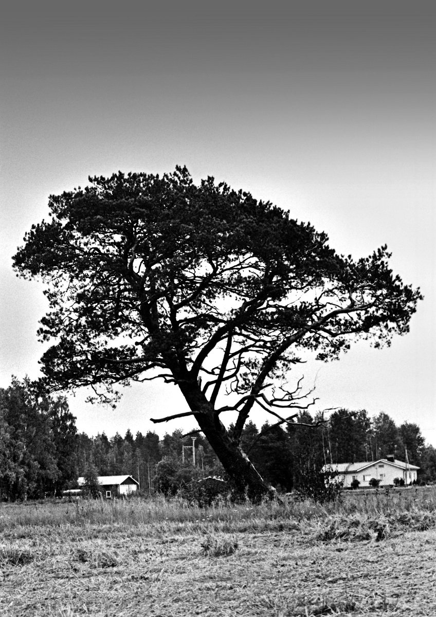 PINE #pine #filmphotography #analogphotography #contax137 #tmax100 #rodinal #filmisnotdead