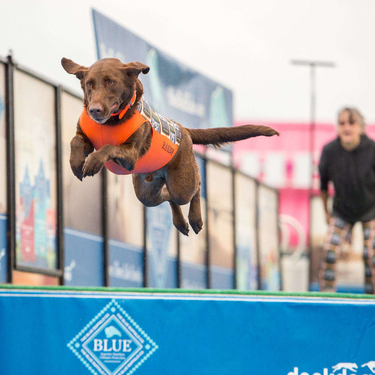 BrandywineSPCA's tweet photo. ๐ถ๐Make a SPLASH at Walk for Paws by registering for @DockDogs!๐๐ถ
Watch pro dogs dive, or let your canine BFF try it out! It's fun fur the whole family at Walk for Paws on 4/27 at West Goshen Community Park. Register now: https://t.co/ucidEYIlmg
#WalkforPaws #BVSPCA https://t.co/tphm2yhVNl