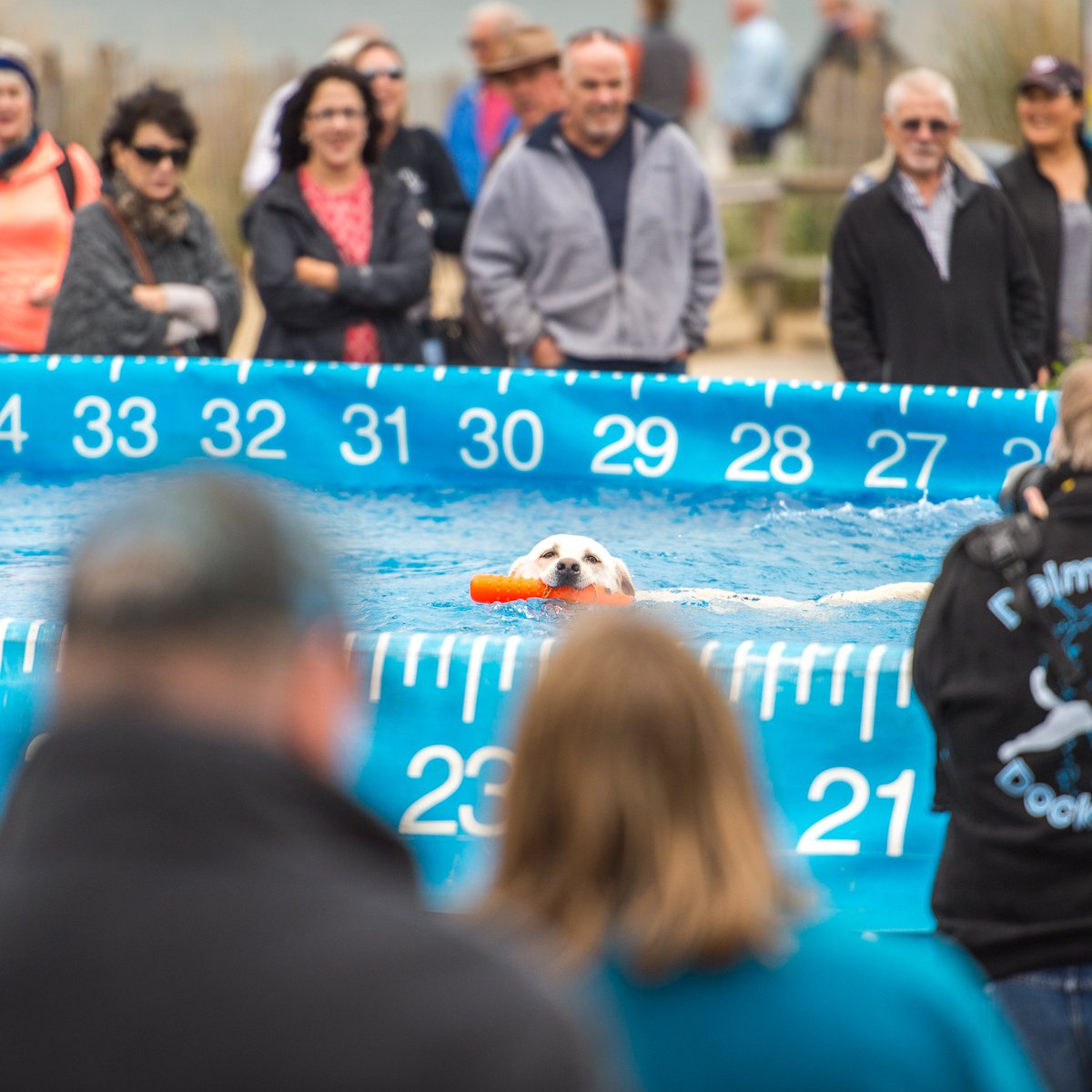 BrandywineSPCA's tweet photo. ๐ถ๐Make a SPLASH at Walk for Paws by registering for @DockDogs!๐๐ถ
Watch pro dogs dive, or let your canine BFF try it out! It's fun fur the whole family at Walk for Paws on 4/27 at West Goshen Community Park. Register now: https://t.co/ucidEYIlmg
#WalkforPaws #BVSPCA https://t.co/tphm2yhVNl