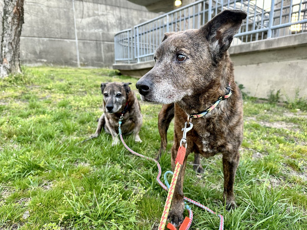 mechelle 🕵🏽♀️ hankerson (@mechelleh) on Twitter photo It’s Pet Pledge Friday at <a href="/WHRO/">WHRO Public Media</a>!
Give in honor of your pet (and please PLEASE if you have an animal that’s not a cat or dog I love to hear about crazy pets)
Anyway here’s my Bernie and Moose members.whro.org/?technique=Onl… It’s Pet Pledge Friday at <a href="/WHRO/">WHRO Public Media</a>!
Give in honor of your pet (and please PLEASE if you have an animal that’s not a cat or dog I love to hear about crazy pets)
Anyway here’s my Bernie and Moose members.whro.org/?technique=Onl…