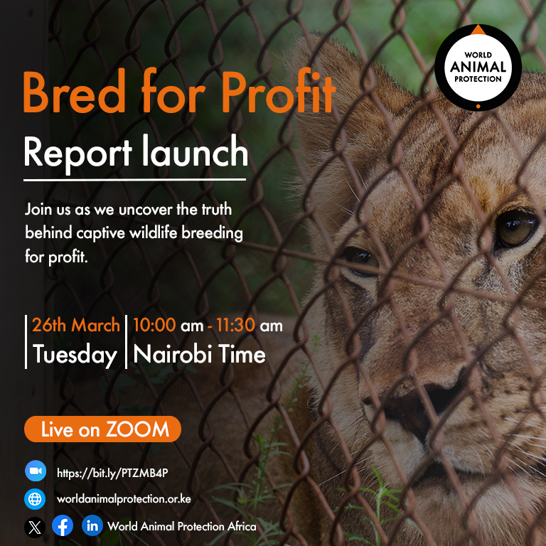 🌍 Uncover the hidden truth: an estimated 5.5 billion animals are trapped in profit-driven misery. Join our eye-opening webinar on March 26th to learn how YOU can be their voice. Reserve your spot here👉 bit.ly/SMZMB4P