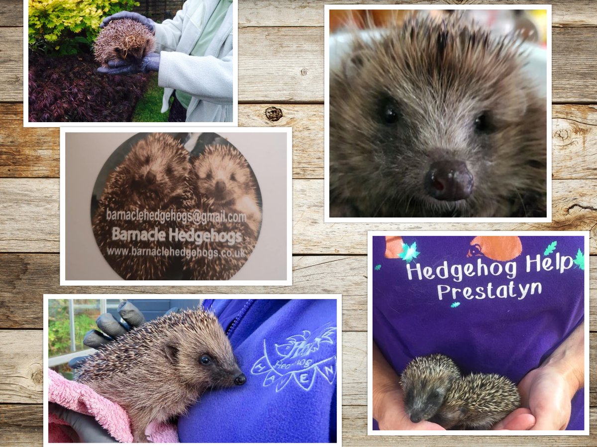 The winners of our March Giveaway are:- 🦔Hurst Hedgehog Haven, Hedgehog Rescue. 🦔@Poppyshedgehogs 🦔@barnaclehedgeh1 🦔Furness Hedgehog Rescue 🦔@HHPrestatyn Many thanks for all of your nominations and continued support of Wildlife Rescues 👏