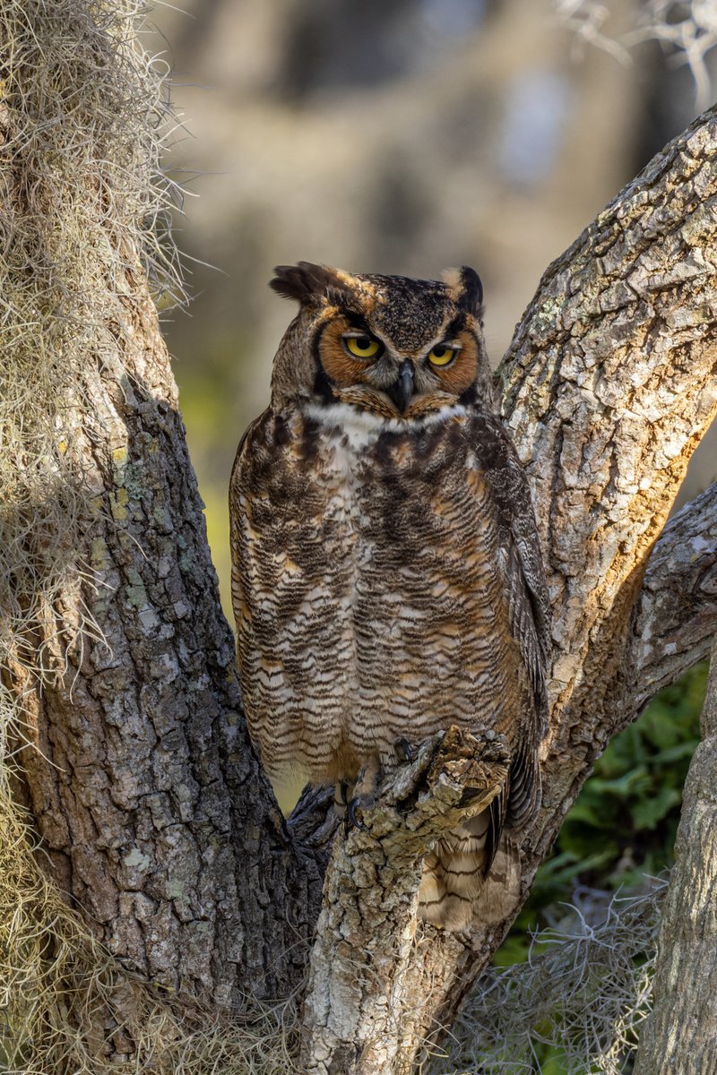 Great horned owl.