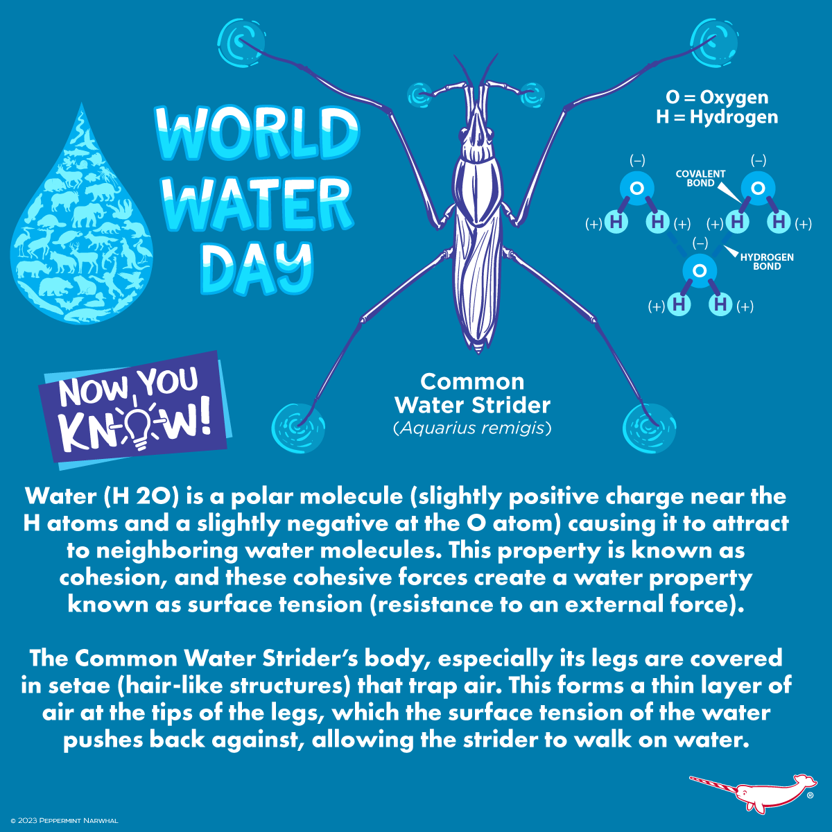 PepomintNarwhal's tweet photo. #WorldWaterDay
#NowYouKnow #CommonWaterStrider
Shop #PeppermintNarwhal: https://t.co/bQXxNGbEjD
#WaterDay #Water #WaterStrider https://t.co/vJ1TqKRxSH