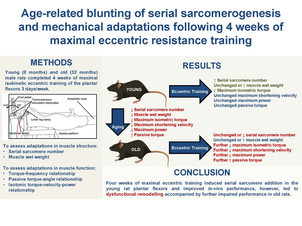 Journal of Applied Physiology (@japplphysiol) on Twitter photo 🌟Begin your week with a great #ArticlesInPress, Age-related blunting of serial sarcomerogenesis and mechanical adaptations following 4 weeks of maximal eccentric resistance training
@HinksAve, et al.
🖱️ow.ly/OwwQ50QZyvy
#JAPPL #Aging #Elderly <a href="/Geoff_A_Power/">Geoff Power</a> 🌟Begin your week with a great #ArticlesInPress, Age-related blunting of serial sarcomerogenesis and mechanical adaptations following 4 weeks of maximal eccentric resistance training
@HinksAve, et al.
🖱️ow.ly/OwwQ50QZyvy
#JAPPL #Aging #Elderly <a href="/Geoff_A_Power/">Geoff Power</a>