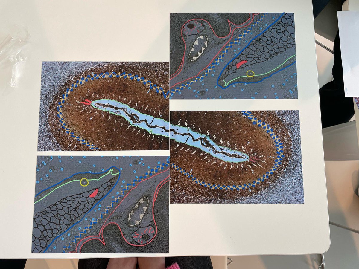 TISBio (@tis_bio) on Twitter photo 🎨Super moment d'arts et sciences pour "sciences en livres" avec <a href="/adeletilouine/">Adèle Tilouine</a> <a href="/UMS_PLBS/">UAR PLBS</a> <a href="/umr8576/">Glycobiology</a>, Noémie, Elodie, Coralie, Nicolas et Nina!🎨 🎨Super moment d'arts et sciences pour "sciences en livres" avec <a href="/adeletilouine/">Adèle Tilouine</a> <a href="/UMS_PLBS/">UAR PLBS</a> <a href="/umr8576/">Glycobiology</a>, Noémie, Elodie, Coralie, Nicolas et Nina!🎨