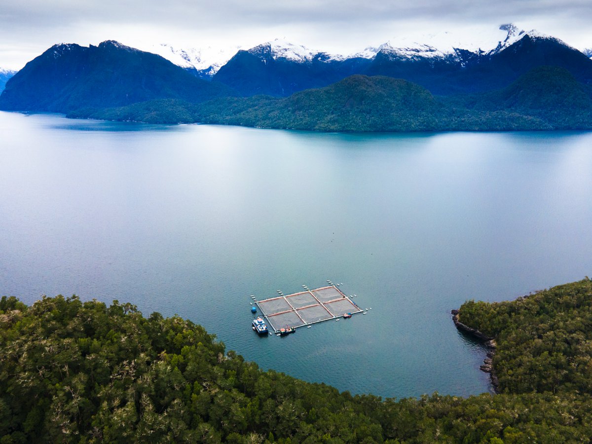Breaking News! 
Cooke Chile harvests first organic salmon in the country
cookeseafood.com/2024/03/22/coo… 
Cooke #Chile #organic #salmon is now certified organic for export to EU and Great Britain markets.
#TeamCooke #sustainable #aquaculture #responsible #seafood
