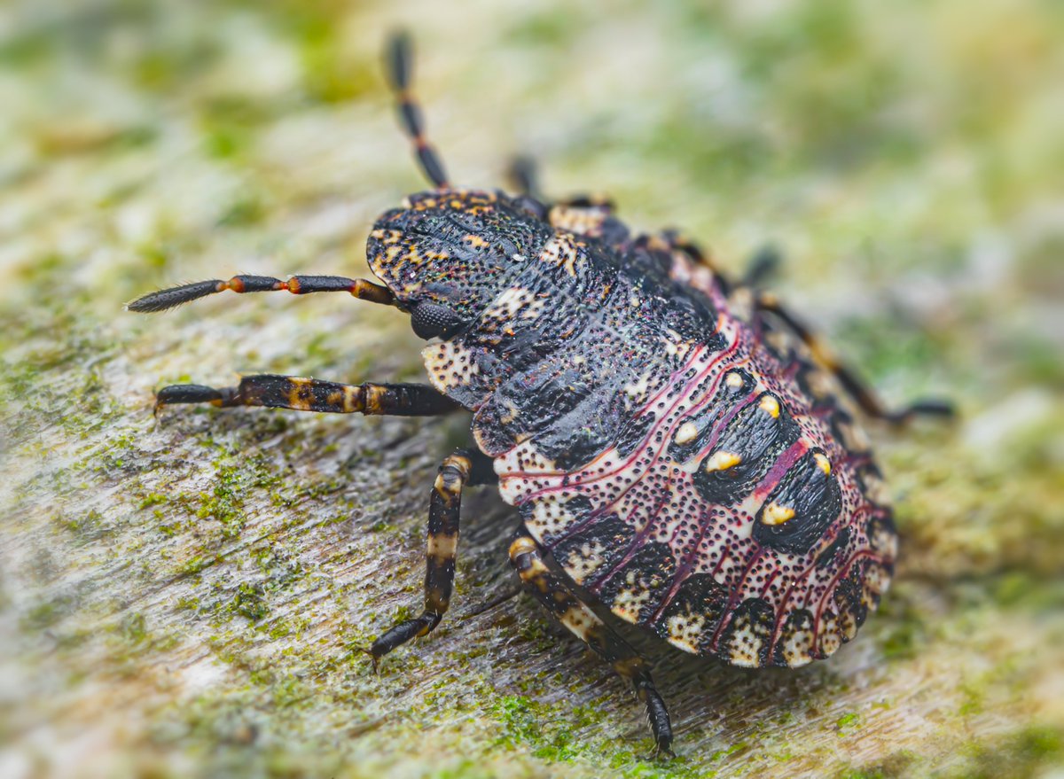 Pentatoma rufipes - the only British shieldbug species to overwinter as an early instar nymph.