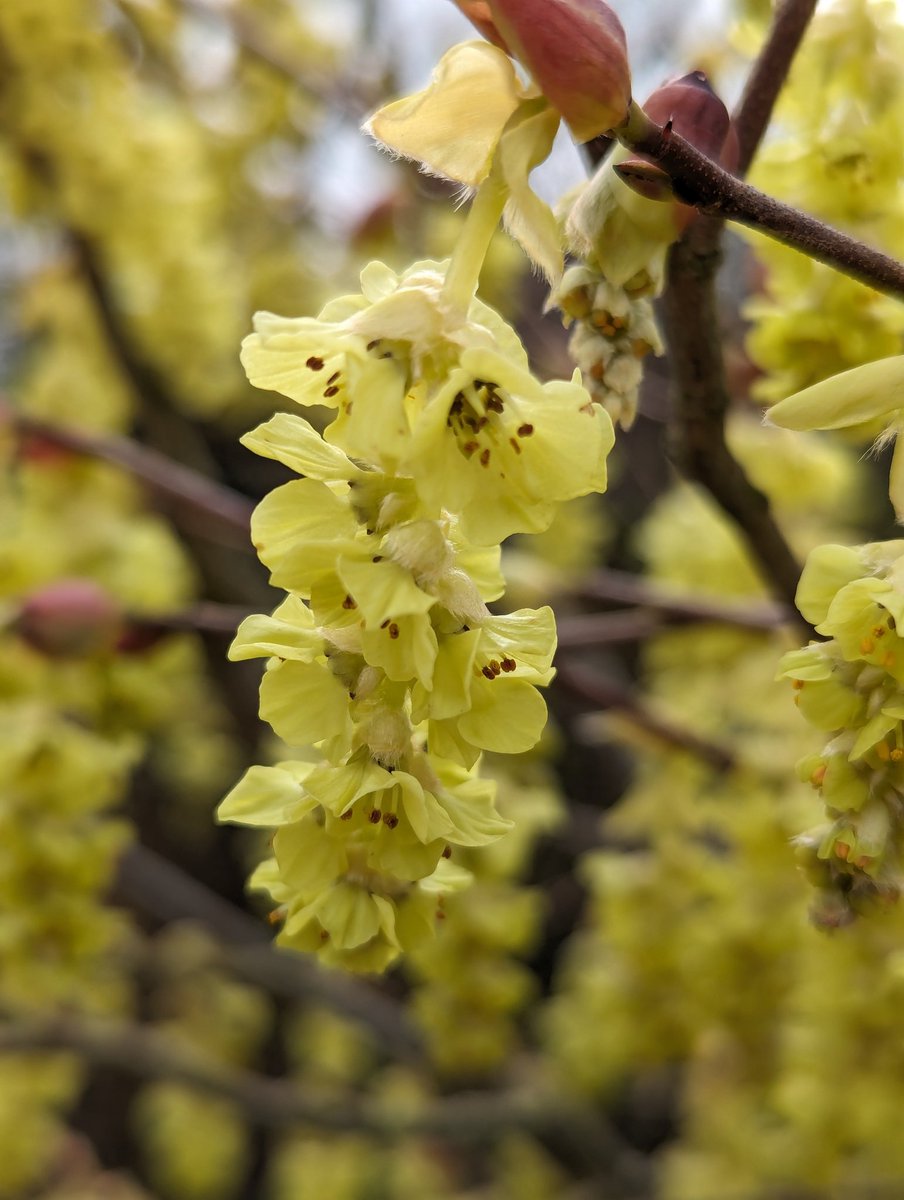 Jake Croft (@jakecroft_mhort) on Twitter photo Another favourite spring flower of mine is this beautiful Corylopsis willmottiae currently in full flower at the entrance to the gardens <a href="/Lamport_Hall/">Lamport Hall</a>
#springflowers #gardening Another favourite spring flower of mine is this beautiful Corylopsis willmottiae currently in full flower at the entrance to the gardens <a href="/Lamport_Hall/">Lamport Hall</a>
#springflowers #gardening
