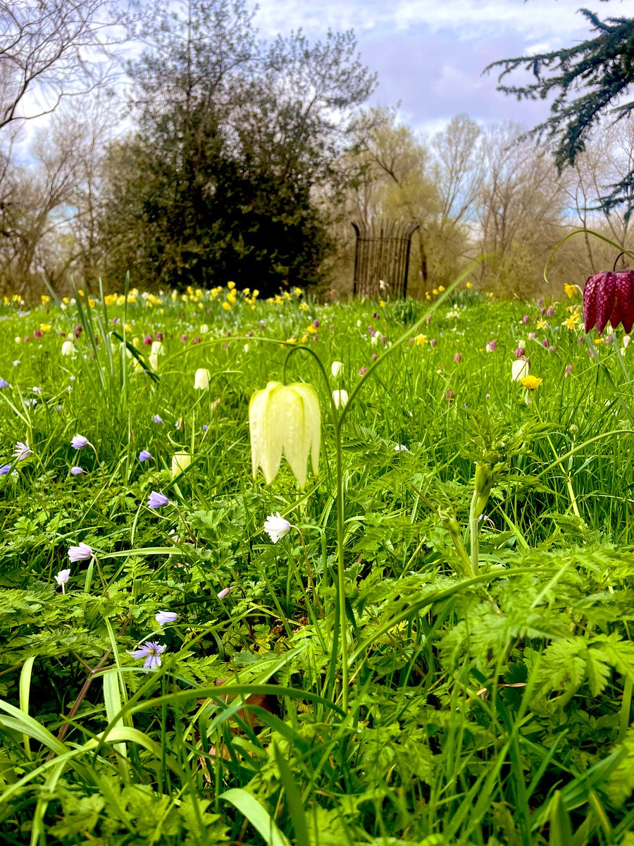 More than a smattering of fritillaries now