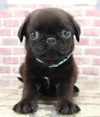 黒ギャル好き❗️
#黒ギャル #褐色ギャル #tatoo #撮影モデル募集中