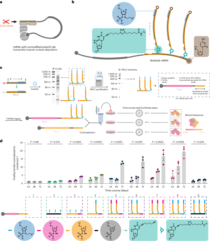 Branched chemically modified poly(A) tails enhance the translation capacity of mRNA go.nature.com/3PzhhzM