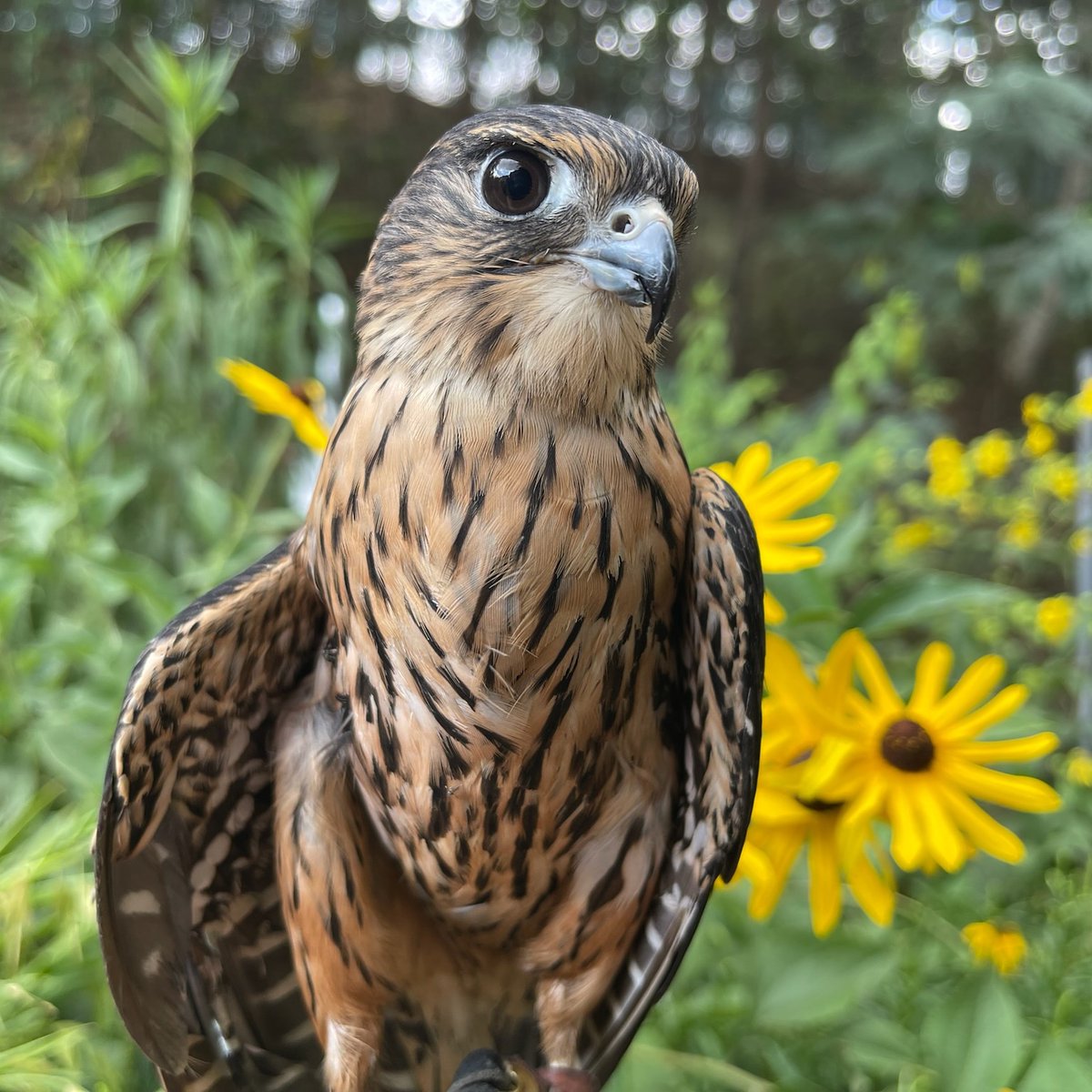 HAPPY SPRING from American Eagle Foundation! It's beautiful outside, the spring flowers are showing off, and the birds are chirping.
If you would like to help AEF bloom this Spring, please visit amazon.com/registries/gl/… to view our immediate needs.