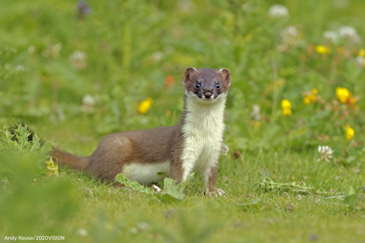 WildlifeTrusts's tweet image. Have you ever spotted a stoat? 💚

The stoat is a small mustelid, related to the weasel and otter. You can identify it by its orange body, black-tipped tail and distinctive bounding gait.