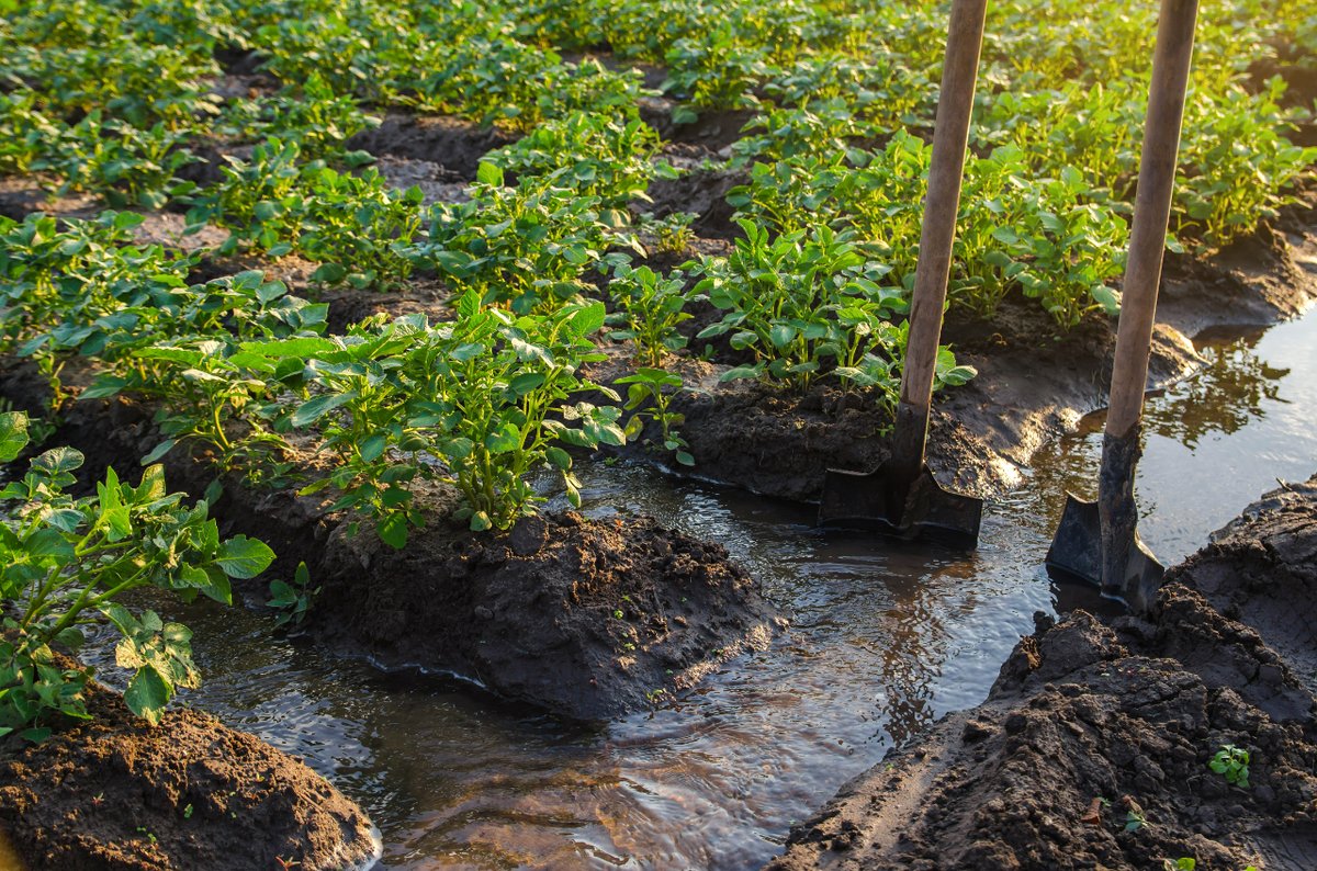 🌊🌱 Happy #InternationalWaterDay!  At Root2Res, we're dedicated to enhancing agricultural resilience through root-focused innovation. #WWD #AgriculturalResilience  #Root2Res #Innovation