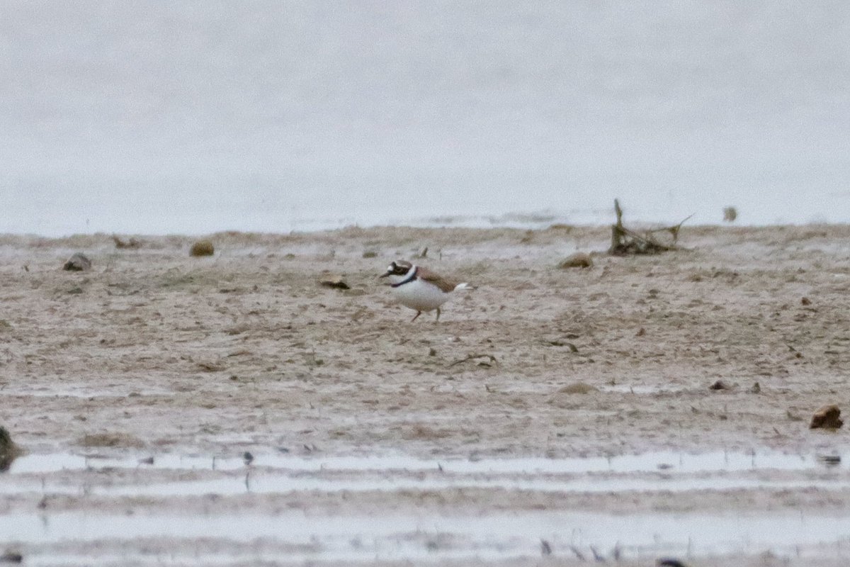 Productive morning over at Barnham brooks with 8 Little Ringed Plover, 1 Grey Plover, 1 singing Willow Warbler, female Marsh Harrier and at least 10 Sand Martin. <a href="/SussexOrnitholo/">Sussex Ornithology</a> <a href="/SussexBirding/">Sussex Birding</a>