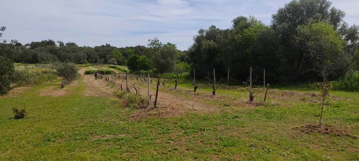 Long story short: 

1/4 #vines #vineyard #gardenlife #happytraveller #happyguests #moncarapacho #algarve #portugal #visitalgarve #RoomToRent #holiday #vacation #bedandbike #Fuseta #shorttermrentals #feelslikehome #HappyHosting #quintadossorrisos