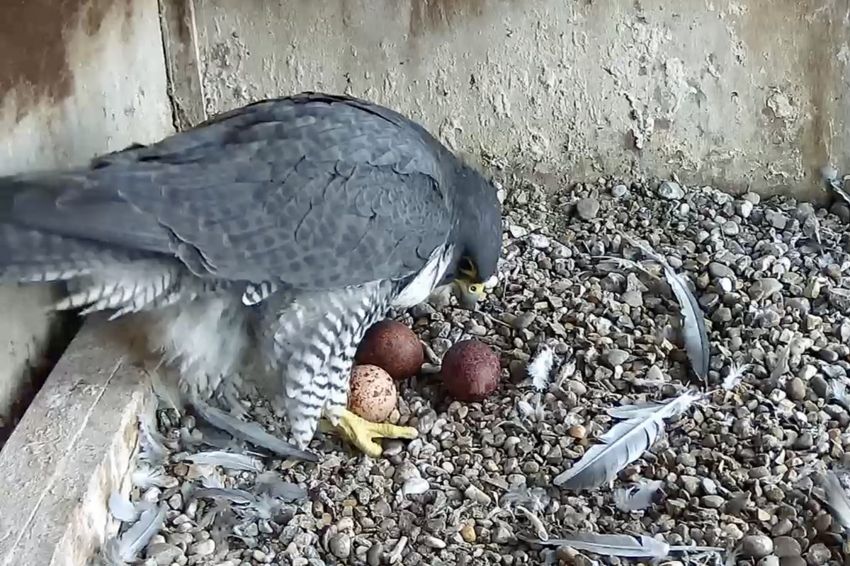 Jim Graham (@cropstonbirder) on Twitter photo Then there were three! 3rd @LeicsPeregrines egg laid at 17:45 on 22 March <a href="/LeicsCathedral/">Leicester Cathedral</a> - very pale compared to the other two.
Live streaming: leicesterperegrines.org.uk/streaming/
<a href="/KRIIICentre/">KRIII Visitor Centre</a> Then there were three! 3rd @LeicsPeregrines egg laid at 17:45 on 22 March <a href="/LeicsCathedral/">Leicester Cathedral</a> - very pale compared to the other two.
Live streaming: leicesterperegrines.org.uk/streaming/
<a href="/KRIIICentre/">KRIII Visitor Centre</a>