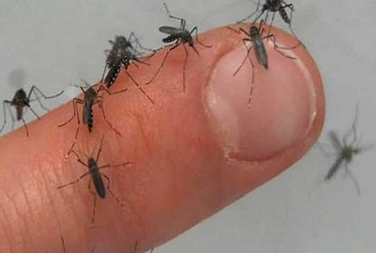 MusaddiqueAns16's tweet photo. Malegaon Corporation's carelessness increases mosquito population, requires mosquito netting outside the house 

@malegaonc https://t.co/087CvKpDJb