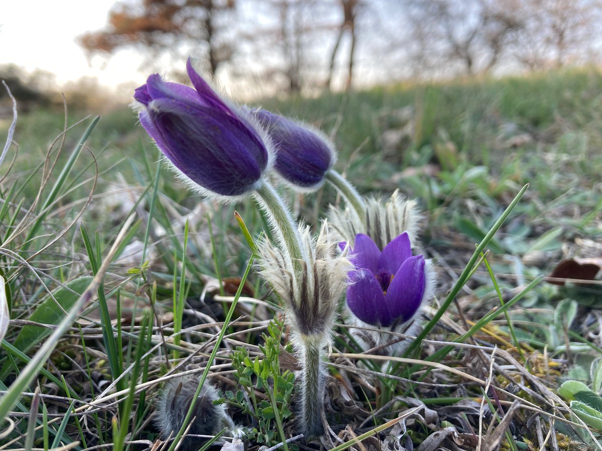 MarcStift's tweet photo. Workshop excursion with wonderful polyploid Pulsatilla grandis… https://t.co/eYUbqdyGOW
