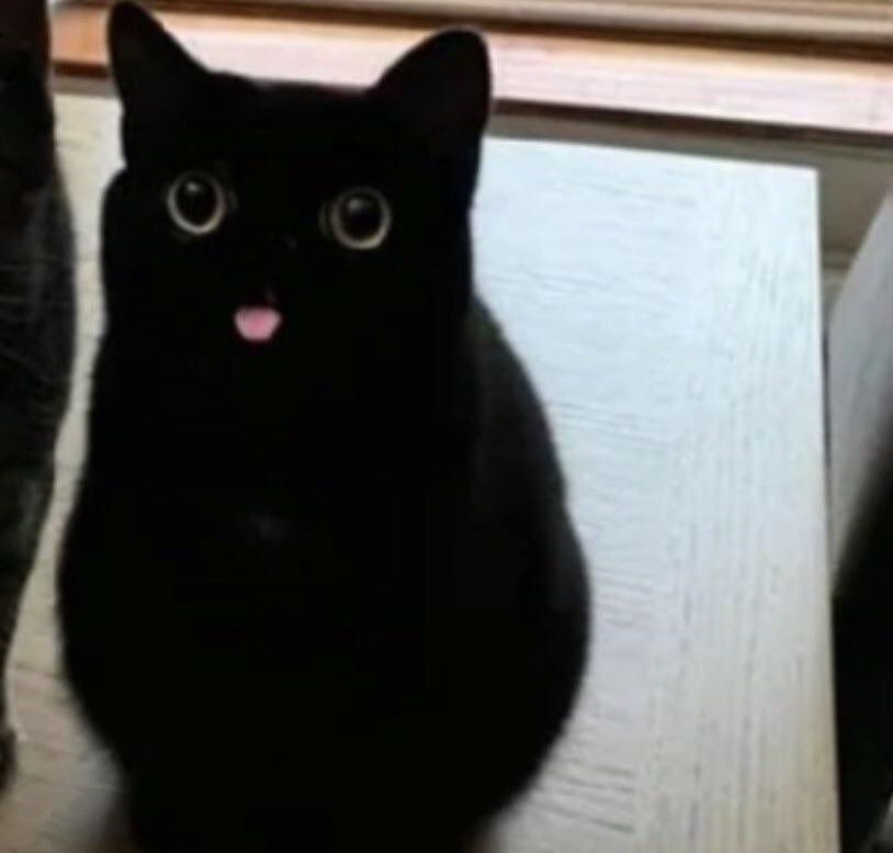 "black cats are bad luck"

black cats: