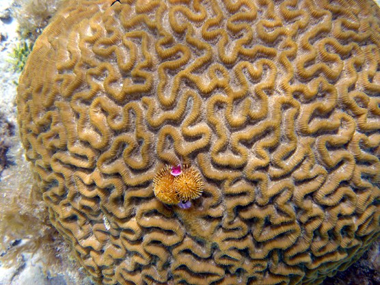 It’s Monday! Time to use your brain again! 
#BrainCoral #MondayMotivation coralreef.noaa.gov/gallery/welcom…