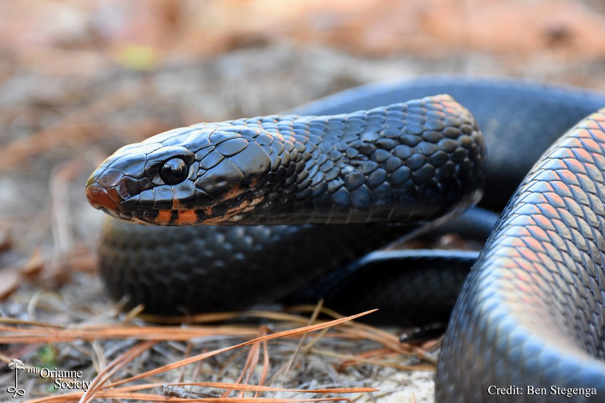 #Snakes are one of the most persecuted groups of animals in the world, but The Orianne Society is dedicated to changing that. Our Snake Talk #Podcast is geared towards increasing education about snakes and decreasing fear and persecution.