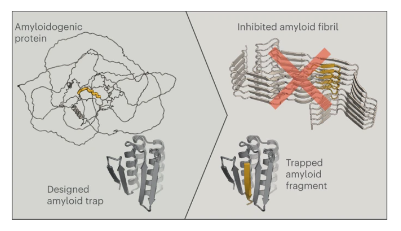 A new paper reports the de novo design of amyloidogenic peptide traps. Read it here rdcu.be/dB3Ie