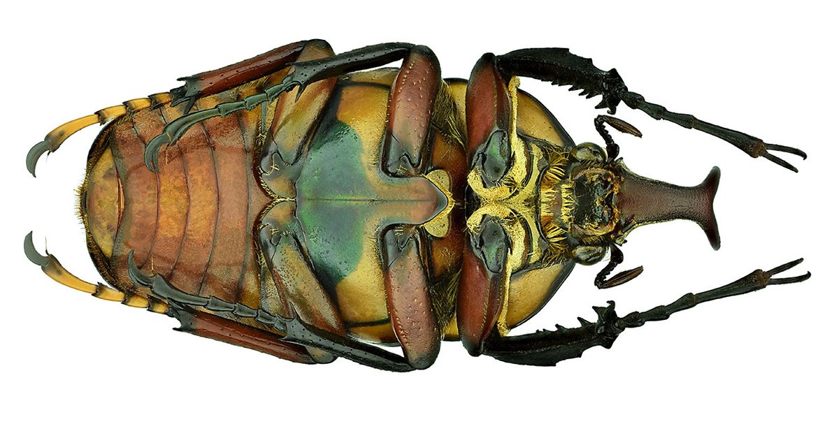 Mecynorhina harrisii peregrina (Kolbe, 1895)
syn: Megalorhina harrisi peregrina Kolbe, 1895
Male
Size: 42 mm
Breeding, 2000