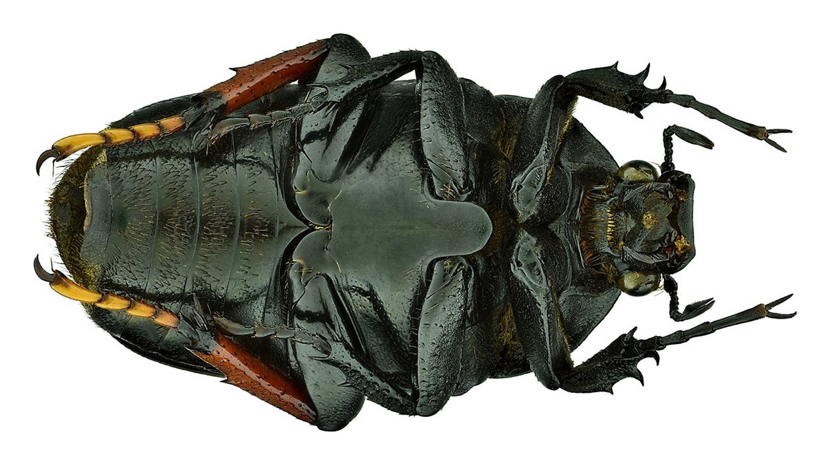 Amaurodes passerini linnei, Schaum 1844
syn: Mecynorhina passerinii var. linnei (Schaum, 1844)
Female
Size: 30 mm
Breeding, 2000