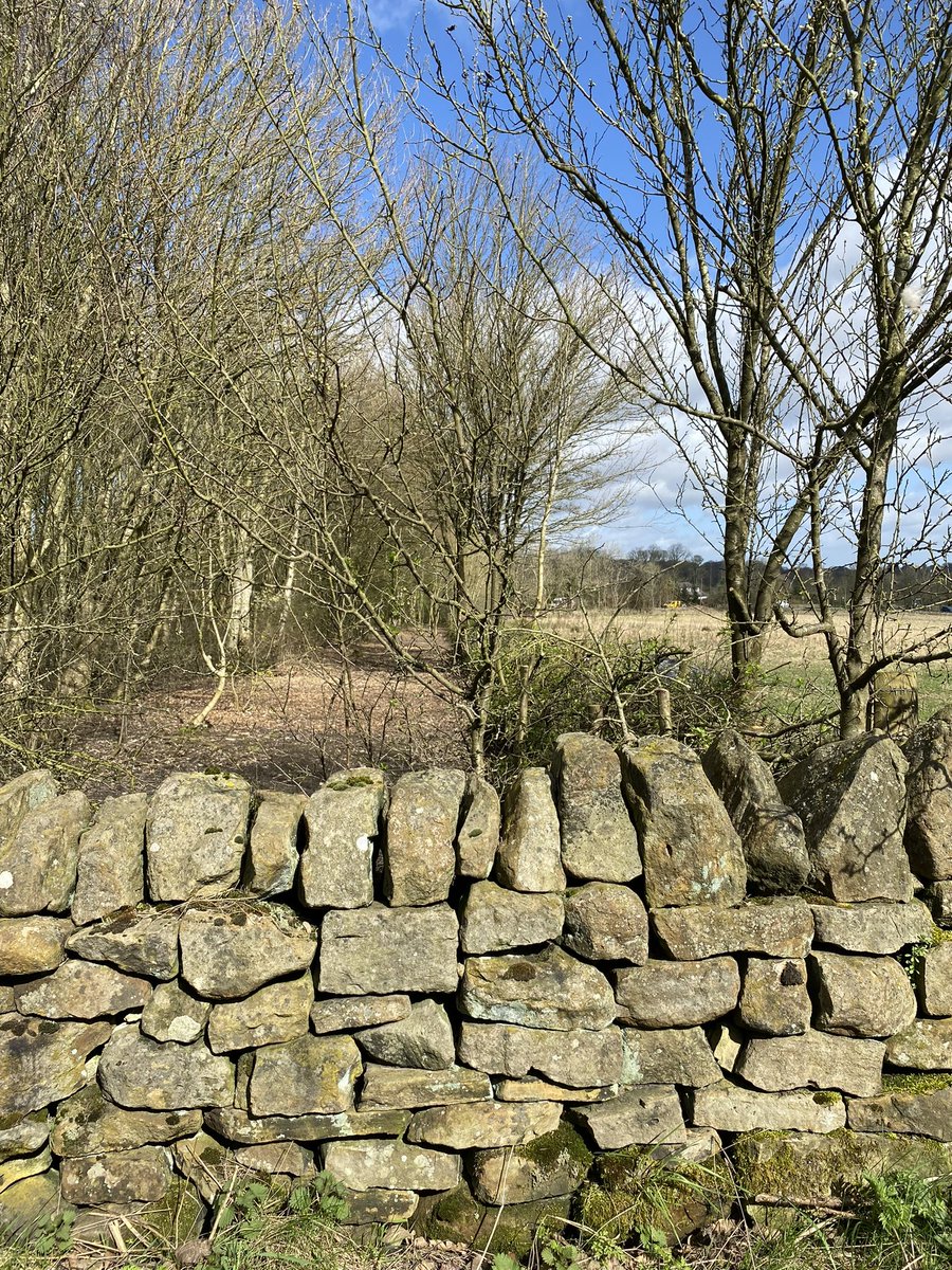 The Ethel Haythornthwaite wood in Dore hedge laying carried out last autumn is looking truly fabulous @cprepdsy