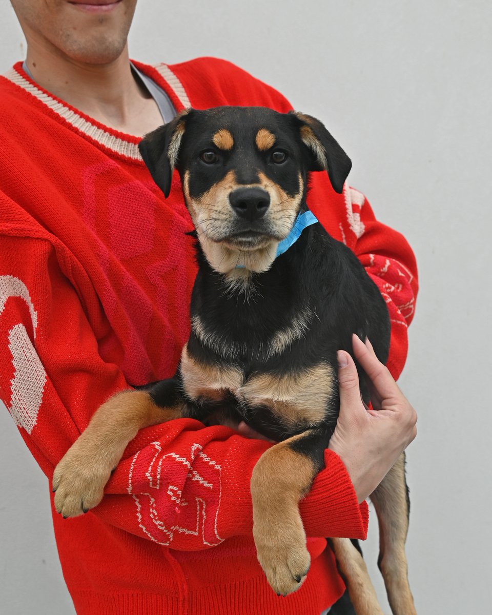 HWAC's tweet photo. It's a Fun Furry Friday at the Center!💙

If you have time to visit us today, we have many pups who would love to start their life at their forever home https://t.co/OlRBAWc9b0 

If you can't make it today, join us for National Puppy Day tomorrow! 🐶💙 https://t.co/DXa7tVFAaK