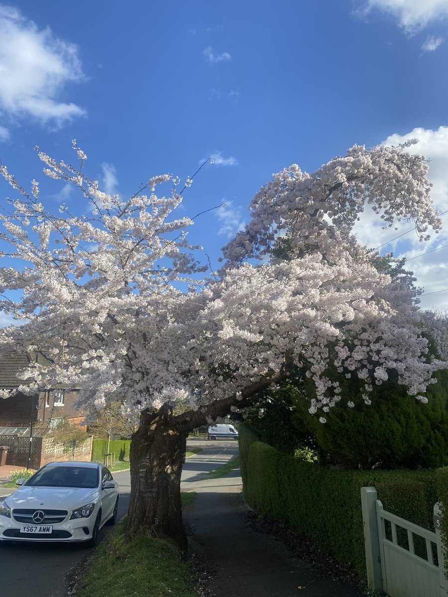 The beautiful cherry trees on Abbeydale Park Rise never disappoint.  RH pic my absolute favourite tree saved from the axe by a very determined resident #saveshefftrees. Chopped but still looking glorious.