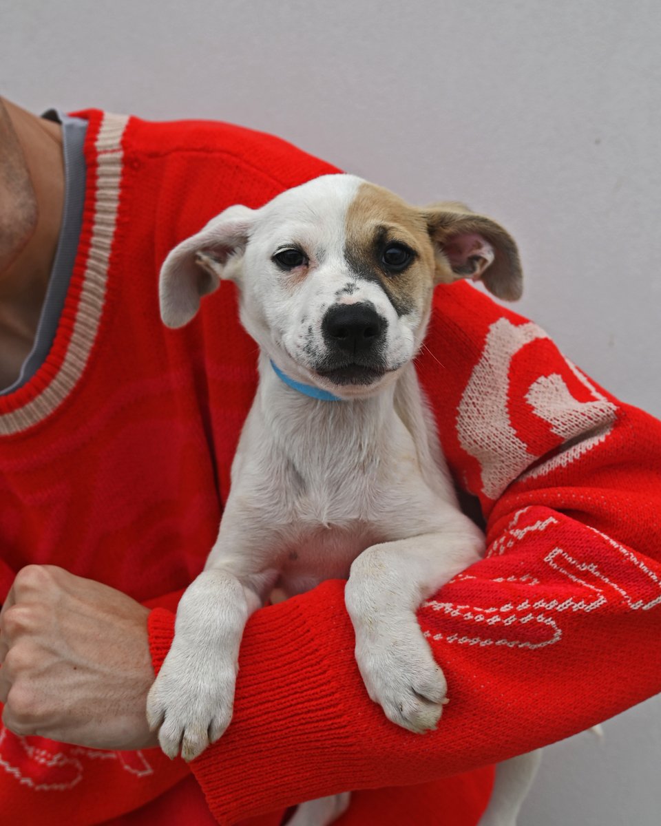 HWAC's tweet photo. It's a Fun Furry Friday at the Center!💙

If you have time to visit us today, we have many pups who would love to start their life at their forever home https://t.co/OlRBAWc9b0 

If you can't make it today, join us for National Puppy Day tomorrow! 🐶💙 https://t.co/DXa7tVFAaK