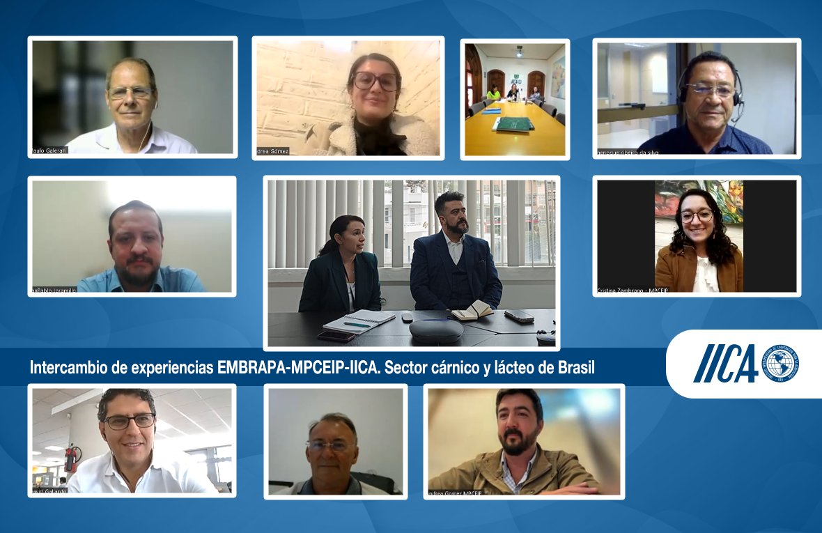 A través de un encuentro virtual, <a href="/IICAnoticias/">IICA</a> ha generado espacios de diálogo entre 🇪🇨 #Ecuador y 🇧🇷 #Brasil.
🤝Este intercambio de experiencias entre <a href="/embrapa/">Embrapa</a> y <a href="/Produccion_Ecu/">Ministerio de Producción</a> permitió abrir la puerta para una futura colaboración de dos países para el sector cárnico y lácteo.