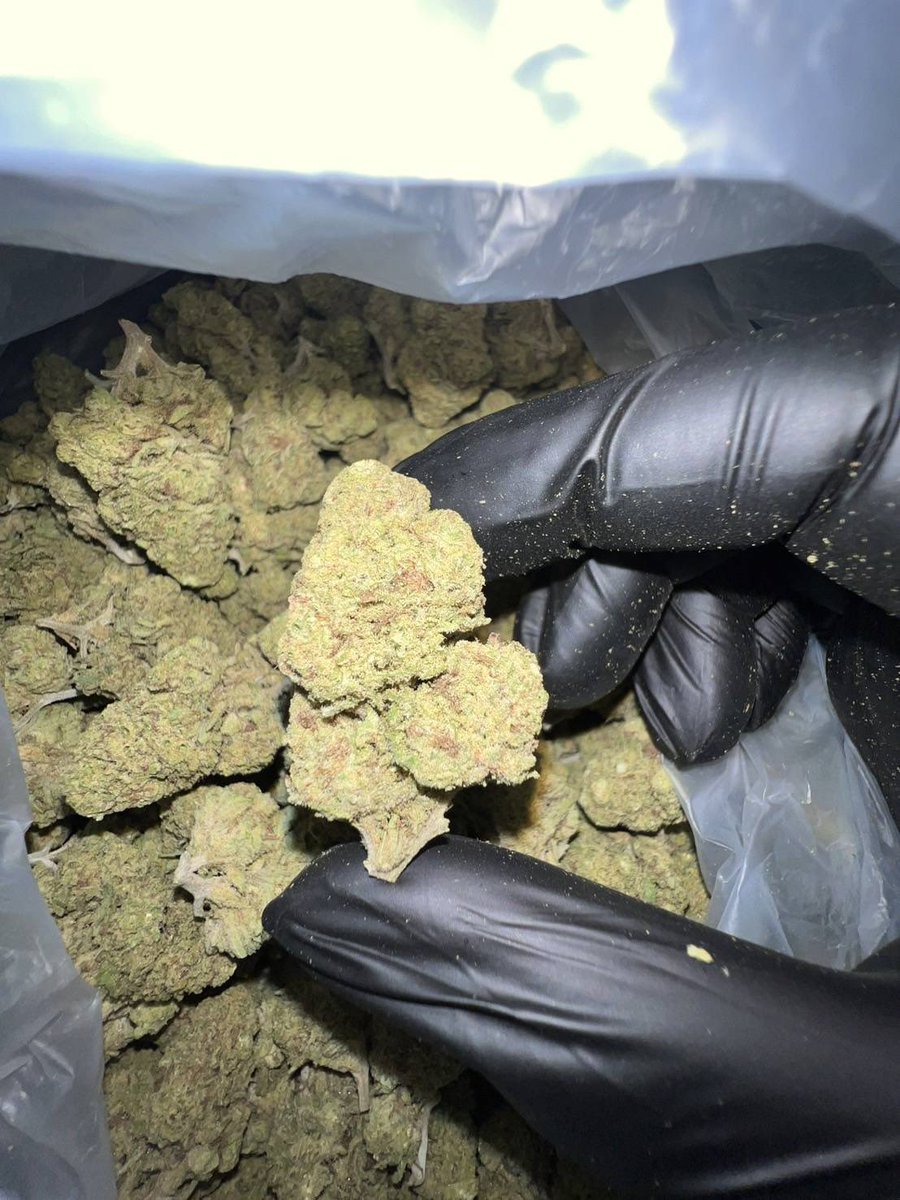 lotusunko's tweet photo. Strain :Royal Gotilla 🦍 🙈

🔸 THC 27%🥶
🔸 รับประกันความเมาทุกตัว😵‍💫
🔸 indoor ดอกสวย🤙🏻
https://t.co/x4fLfjlTir🧿
#กัญชารังสิต #กัญชาเชียงใหม่ #กัญชาภูเก็ต #รับงาน #ภูเก็ต #ยะลา #นราธิวาส #ปัตตานี #ชุมพร #พังงา #สายเขียว #กัญชากทม #กัญชาog #กัญชาออแกนิค 
#กัญชากรุงเทพ #กัญชานอก https://t.co/Kr5Y2C0kg0