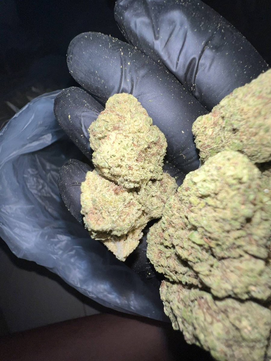 lotusunko's tweet photo. Strain :Royal Gotilla 🦍 🙈

🔸 THC 27%🥶
🔸 รับประกันความเมาทุกตัว😵‍💫
🔸 indoor ดอกสวย🤙🏻
https://t.co/x4fLfjlTir🧿
#กัญชารังสิต #กัญชาเชียงใหม่ #กัญชาภูเก็ต #รับงาน #ภูเก็ต #ยะลา #นราธิวาส #ปัตตานี #ชุมพร #พังงา #สายเขียว #กัญชากทม #กัญชาog #กัญชาออแกนิค 
#กัญชากรุงเทพ #กัญชานอก https://t.co/Kr5Y2C0kg0