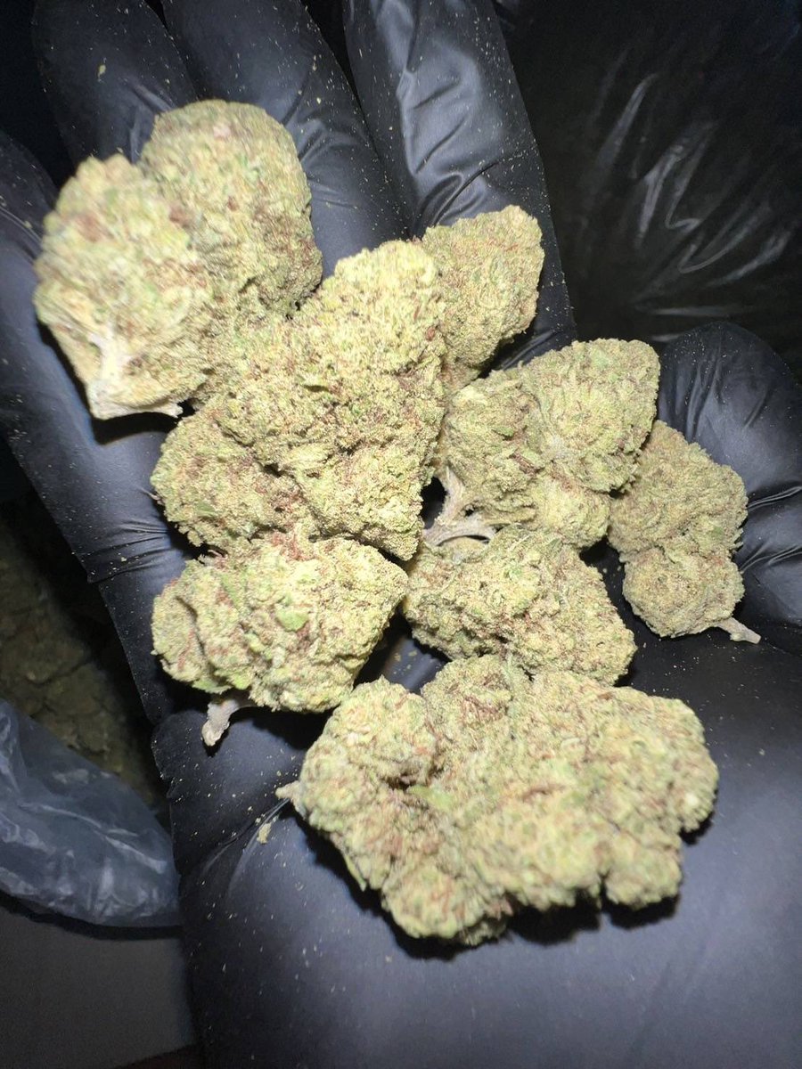 lotusunko's tweet photo. Strain :Royal Gotilla 🦍 🙈

🔸 THC 27%🥶
🔸 รับประกันความเมาทุกตัว😵‍💫
🔸 indoor ดอกสวย🤙🏻
https://t.co/x4fLfjlTir🧿
#กัญชารังสิต #กัญชาเชียงใหม่ #กัญชาภูเก็ต #รับงาน #ภูเก็ต #ยะลา #นราธิวาส #ปัตตานี #ชุมพร #พังงา #สายเขียว #กัญชากทม #กัญชาog #กัญชาออแกนิค 
#กัญชากรุงเทพ #กัญชานอก https://t.co/Kr5Y2C0kg0