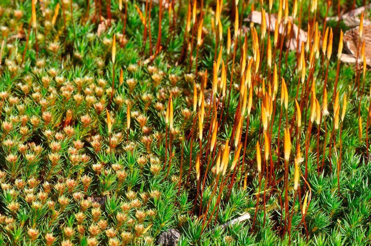 Marvelous #mosses - Spring sunshine brought out the best in this carpet of male and female Juniper Haircap (Polytrichum juniperinum) yesterday at @BBOWT's Greenham Common @BBSbryology @TVERC1