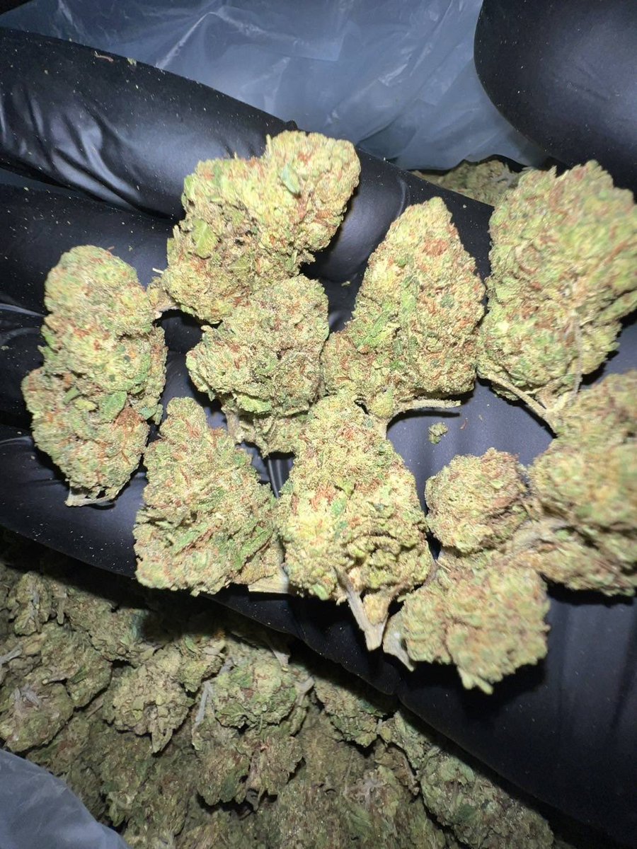 lotusunko's tweet photo. Strain : Rudy Grand 🍍🍵
🔸 THC 27%🥶
🔸 รับประกันความเมาทุกตัว😵‍💫
🔸 indoor ดอกสวย🤙🏻
https://t.co/x4fLfjlTir 🎉🎉
#กัญชารังสิต #กัญชาเชียงใหม่ #กัญชาภูเก็ต #รับงาน #นราธิวาส #ปัตตานี #ชายแท้รับงาน #สายเขียว #กัญชากทม #กัญชาog #กัญชาออแกนิค #กัญชากรุงเทพ
#กัญชานอก #กัญชาราคาส่ง https://t.co/vJS34L8mUI