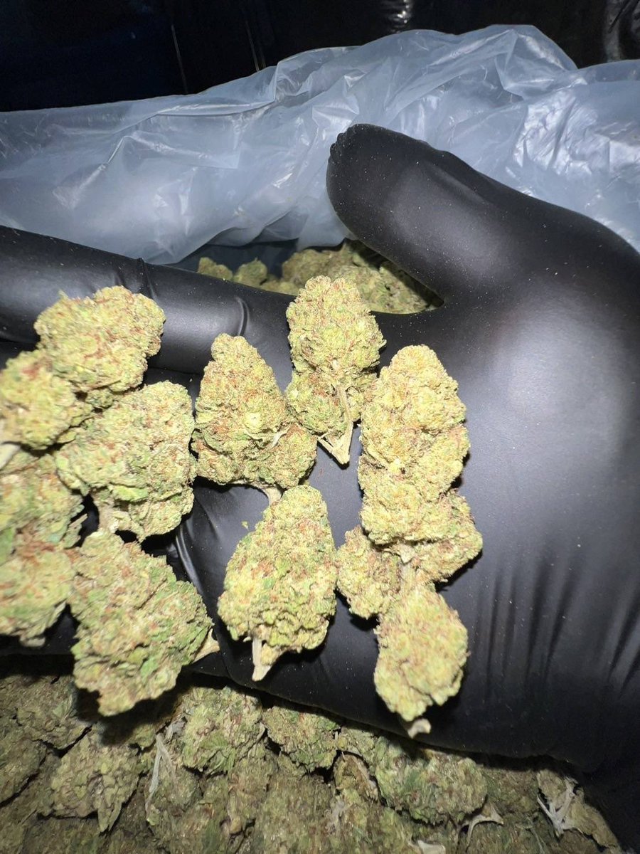 lotusunko's tweet photo. Strain : Rudy Grand 🍍🍵
🔸 THC 27%🥶
🔸 รับประกันความเมาทุกตัว😵‍💫
🔸 indoor ดอกสวย🤙🏻
https://t.co/x4fLfjlTir 🎉🎉
#กัญชารังสิต #กัญชาเชียงใหม่ #กัญชาภูเก็ต #รับงาน #นราธิวาส #ปัตตานี #ชายแท้รับงาน #สายเขียว #กัญชากทม #กัญชาog #กัญชาออแกนิค #กัญชากรุงเทพ
#กัญชานอก #กัญชาราคาส่ง https://t.co/vJS34L8mUI