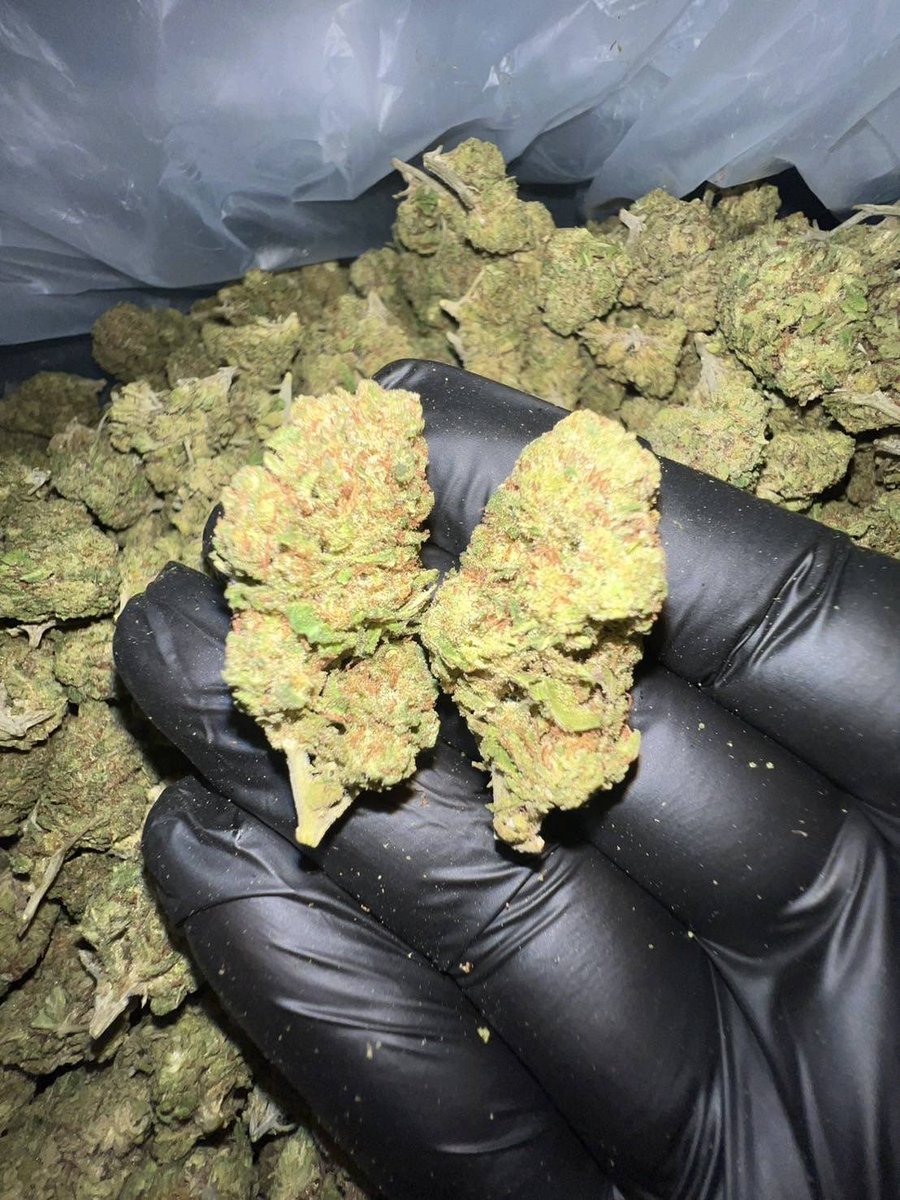 lotusunko's tweet photo. Strain : Rudy Grand 🍍🍵
🔸 THC 27%🥶
🔸 รับประกันความเมาทุกตัว😵‍💫
🔸 indoor ดอกสวย🤙🏻
https://t.co/x4fLfjlTir 🎉🎉
#กัญชารังสิต #กัญชาเชียงใหม่ #กัญชาภูเก็ต #รับงาน #นราธิวาส #ปัตตานี #ชายแท้รับงาน #สายเขียว #กัญชากทม #กัญชาog #กัญชาออแกนิค #กัญชากรุงเทพ
#กัญชานอก #กัญชาราคาส่ง https://t.co/vJS34L8mUI